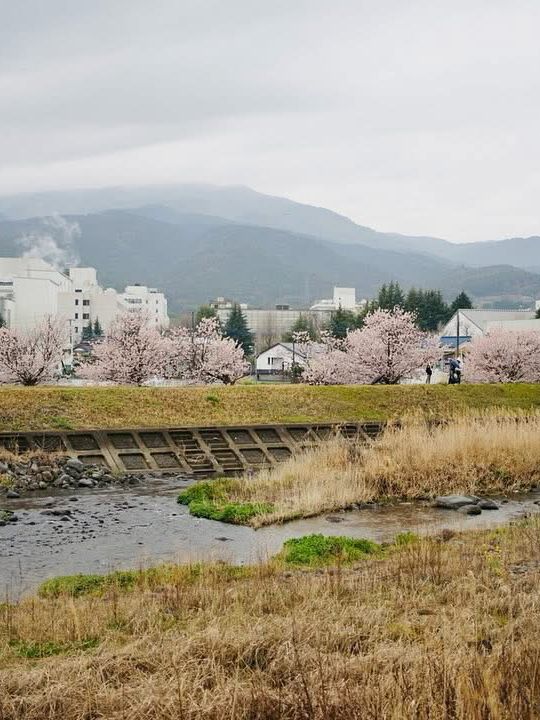 Chasing Sakura at Harumeki