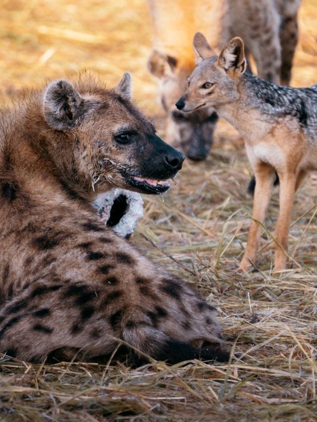 Wildlife Galore! 3 Days in the 1500km² Masai Mara!