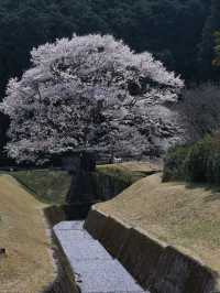 【三重】行きなきゃ損‼️電車とのコラボが絵になる🖼️茶畑に咲く一本桜🌸