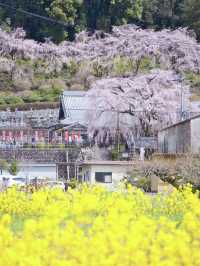 【岐阜】行かなきゃ損‼️樹齢200年のしだれ桜は圧巻🤩穴場すぎる！