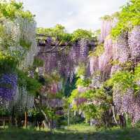 Chasing Wisteria at Tonose Fujinosato in Akita