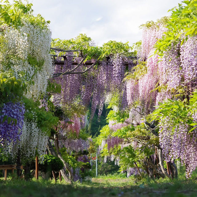 Chasing Wisteria at Tonose Fujinosato in Akita