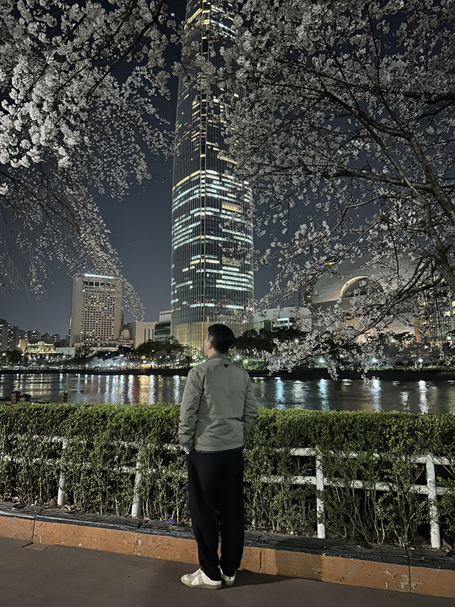아름다운 야경과 함께하는 석촌호수 벚꽃구경🌸