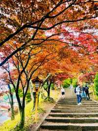 【日本山梨】新倉山淺間公園：步入秋天的畫卷