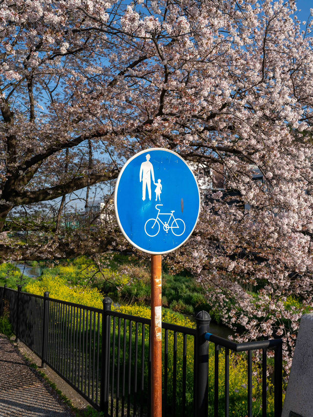 調布・野川の桜🌸 静かに楽しむ春の散歩道