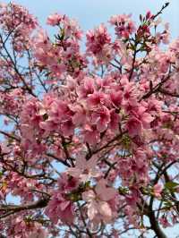 Baomo Garden Cherry Blossoms