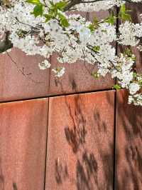 Long Museum (West Bund) Cherry Blossoms - Shanghai’s Industrial-Chic Sakura Spot
