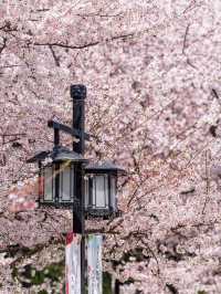 Lost for words at the beauty of cherry blossoms in Suzhou’s Shangfang Mountain!