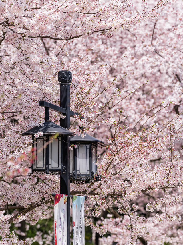 Lost for words at the beauty of cherry blossoms in Suzhou’s Shangfang Mountain!