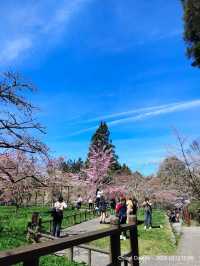 ไปดู The King of Cherry Blossom Alishan 
