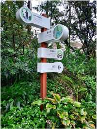 ดูแพนด้าแบบใกล้ชิด @ Panda Valley Dujiangyan