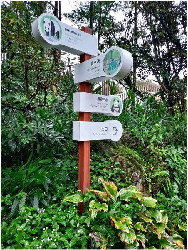 ดูแพนด้าแบบใกล้ชิด @ Panda Valley Dujiangyan