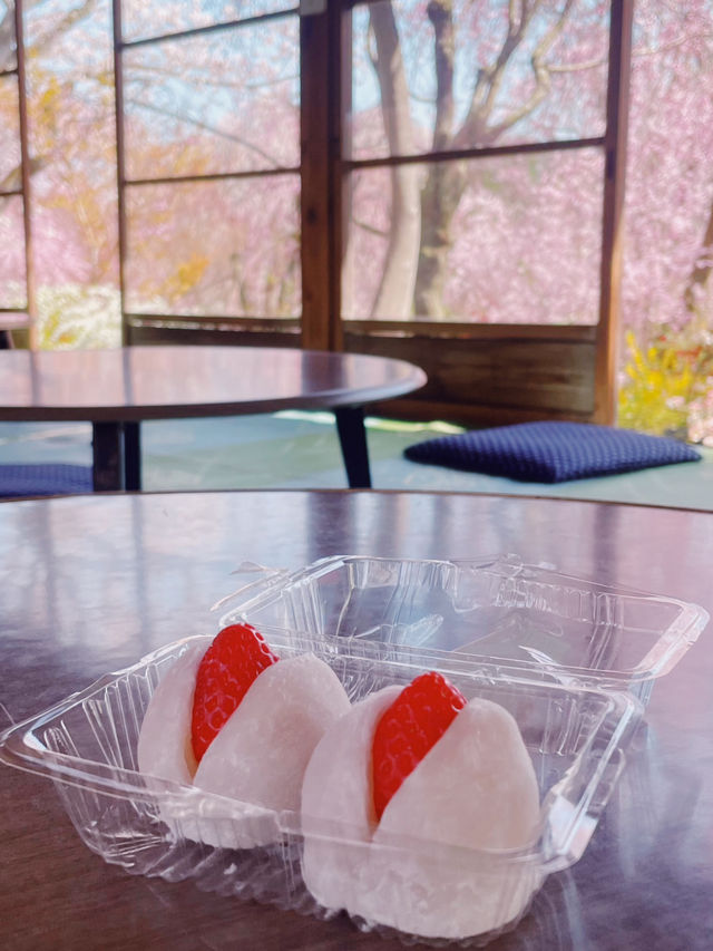 【京都】桜の穴場スポット🌸お花見・カフェ・神社・庭園