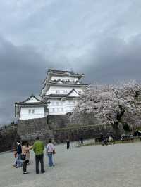 [Japan 2025] Ice cream & sakura