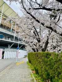 나고야 벚꽃여행코스 🌸🌸🌸🌸