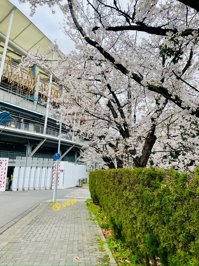 나고야 벚꽃여행코스 🌸🌸🌸🌸