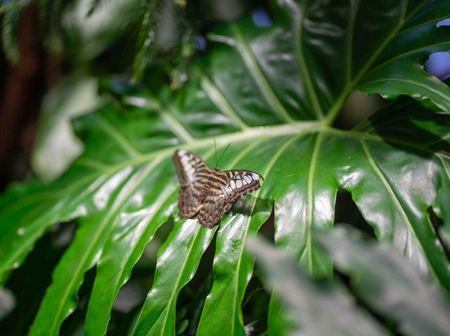 【American Museum of Natural Historyで1日を過ごす】🦖🌍