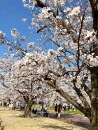 大阪賞櫻-萬博紀念公園，來張太陽之塔與櫻花同框合照！