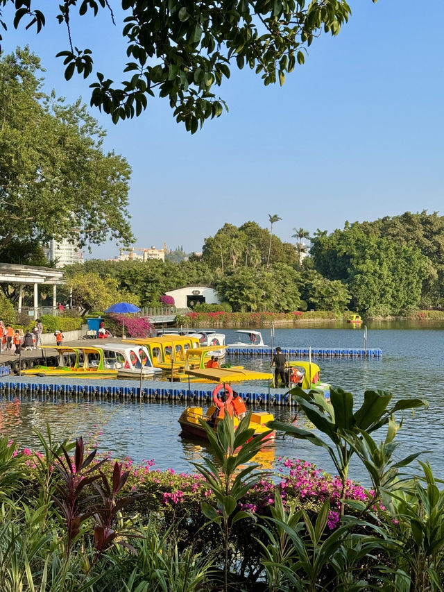 流花湖公園｜貓咪樂園！仲可以近距離睇黑天鵝