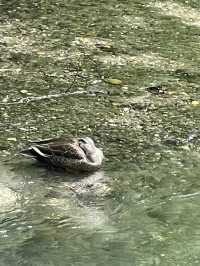 【青森×奥入瀬渓流】 続く緑のトンネル マイナスイオンに癒される