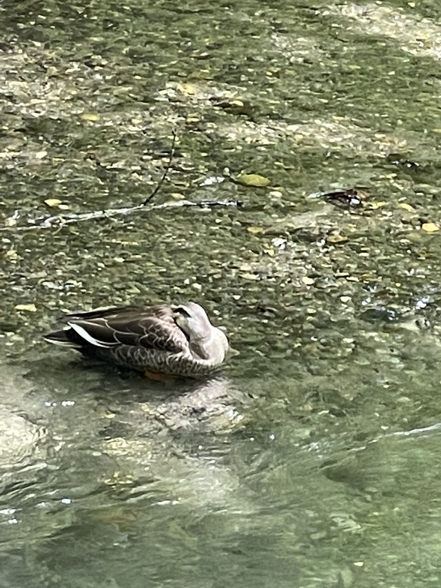 【青森×奥入瀬渓流】 続く緑のトンネル マイナスイオンに癒される