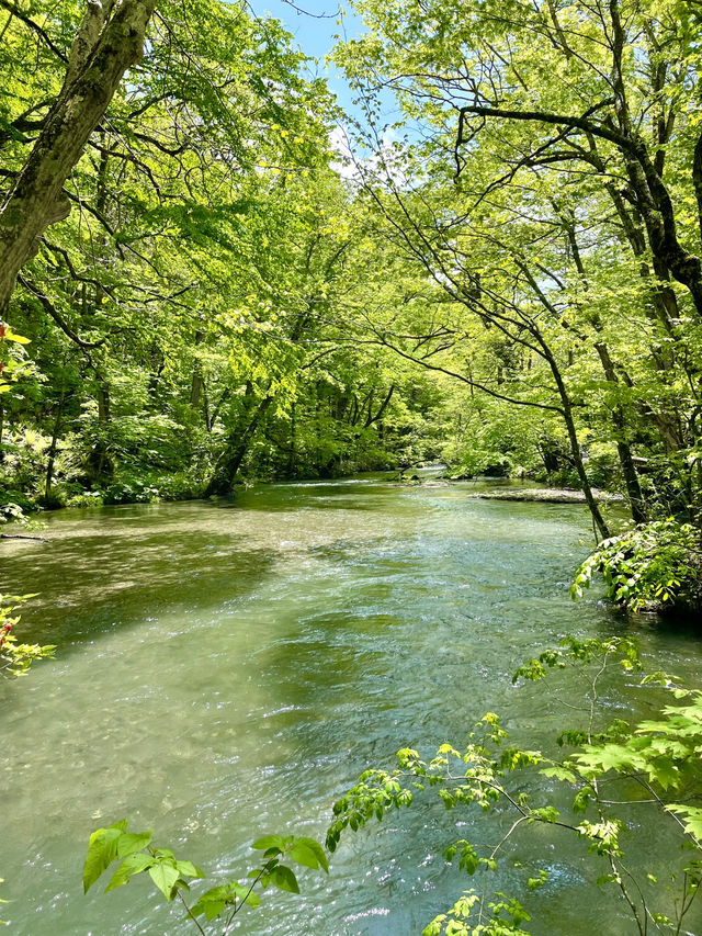 【青森×奥入瀬渓流】 続く緑のトンネル マイナスイオンに癒される