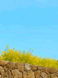 Golden Horizons in jeju: Where Canola Meets Ocean