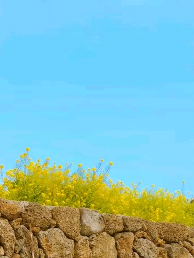 Golden Horizons in jeju: Where Canola Meets Ocean