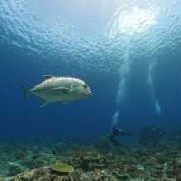 🤿潛進綠島的藍色奇遇！與海龜🌊🐢共游、牛港魚🐟擦身而過的神奇體驗🤩