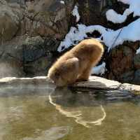 ❄️🐒 **Jigokudani Snow Monkey Park: A Winter Wonderland in Japan** 🐒❄️