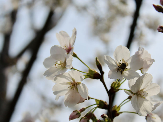 Spring Blossoms in Shanghai 🌸🇨🇳