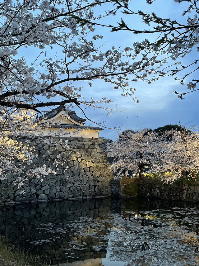 Fukuoka Castle Ruins day & night views