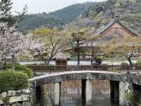 🍃 교토 텐류지(天龍寺), 마음까지 맑아지는 순간 🌸
