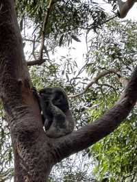 Port Stephen koala sanctuary 