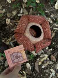 🌺 Adenna Rafflesia Garden – Witness the World’s Largest Flower in Sabah