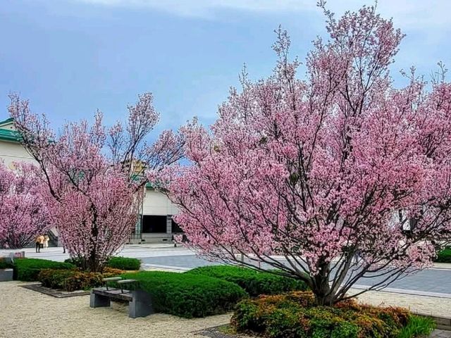 名古屋-德川園賞櫻，徜徉於江戶時代的池泉回遊式庭園