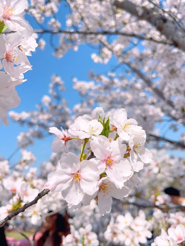A Sea of Sakura: Gucun Park in Full Bloom