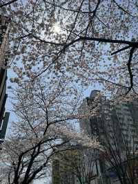 🌳 수원 당일치기 여행 정복!