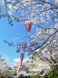 🌸Ueno Park Cherry Blossom Season – A Spring Encounter in Tokyo’s Pink Cloud 🌸