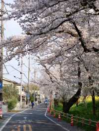 Tokyo Hidden Cherry Blossom Route | Moto-Arakawa & Kumagaya Sakura Tsutsumi (with Travel Tips)