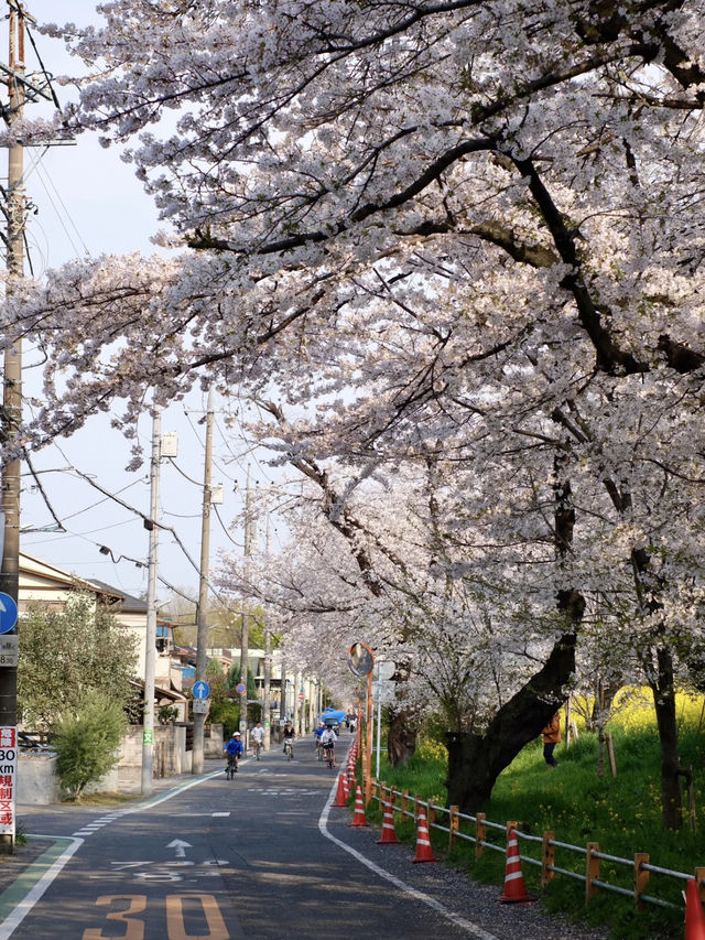 Tokyo Hidden Cherry Blossom Route | Moto-Arakawa & Kumagaya Sakura Tsutsumi (with Travel Tips)