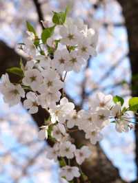 Musashino Park – Tokyo’s Suburban Sakura Sanctuary