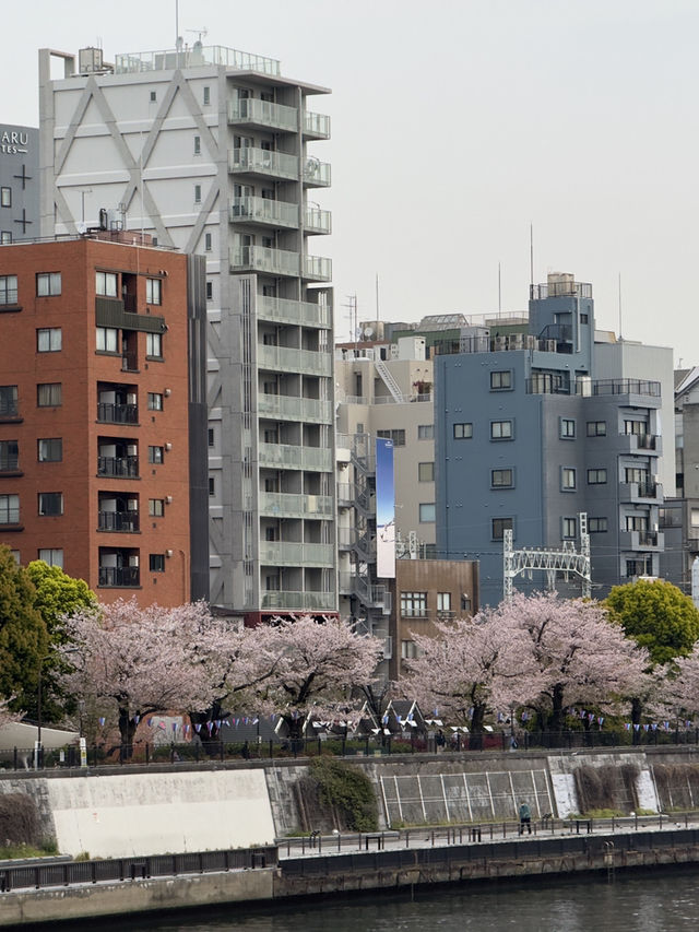 隅田川｜東京的靈魂之河