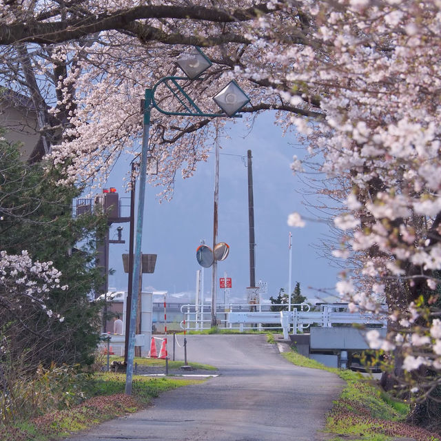柱島·櫻花小島