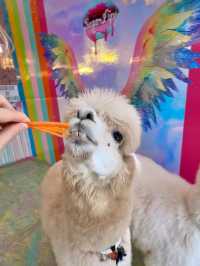 Sweet Moments with Alpacas: Exploring Eatsugarlips Café in Permas City