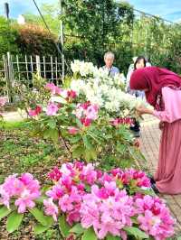WHEN CHERRY BLOSSOMS FALL, NEW WONDERS BLOOM