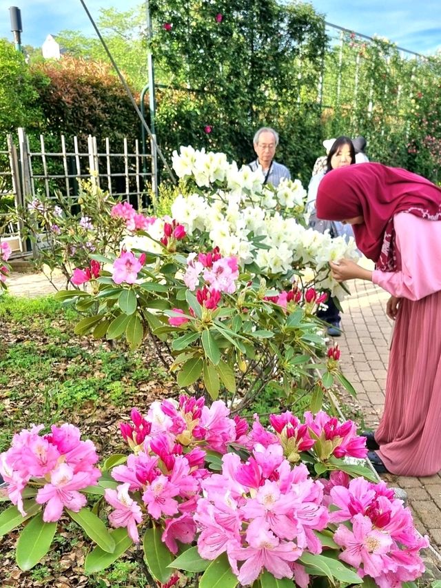 WHEN CHERRY BLOSSOMS FALL, NEW WONDERS BLOOM