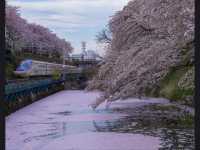 Kasumigaoka Park Sakura | Yamagata's Castle Ruins in a Blossom Sea
