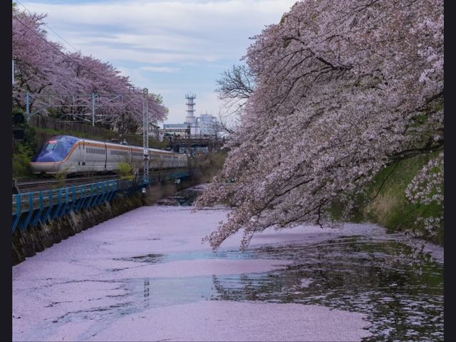 Kasumigaoka Park Sakura | Yamagata's Castle Ruins in a Blossom Sea