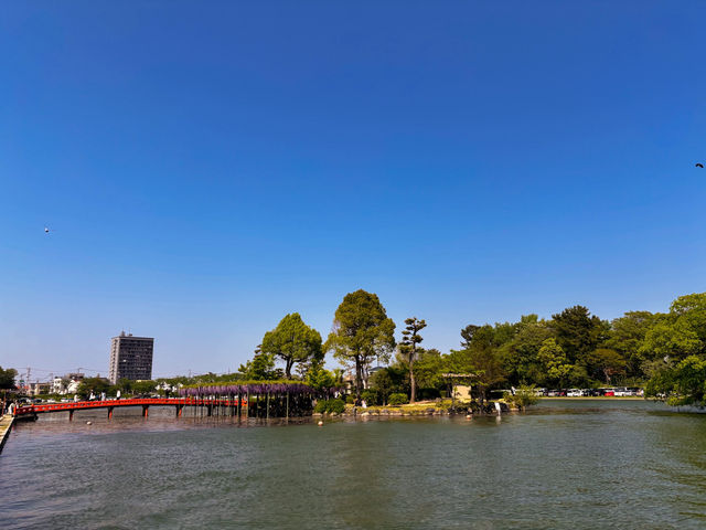 【愛知・津島市】4月中旬〜5月上旬が見頃！藤の花の絶景スポット
